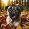 Photo of a Shocked Pug dog on nature background. ai generative