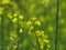 Photo shoot of beautiful seeds Yellow flowers.