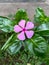 Photo shoot of Catharanthus roseus flower, tapak dara flower