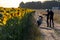 Photo shoot of a motorcyclist on the background of a blooming field of sunflowers. A sports motorcyclist on a dirt road near a