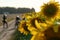 Photo shoot of a motorcyclist on the background of a blooming field of sunflowers. A sports motorcyclist on a dirt road near a