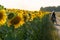 Photo shoot of a motorcyclist on the background of a blooming field of sunflowers. A sports motorcyclist on a dirt road near a