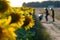 Photo shoot of a motorcyclist on the background of a blooming field of sunflowers. A sports motorcyclist on a dirt road near a