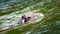 Photo Shot behind a wet baby monkey perched on the back of a mother monkey swimming in the river at Kaeng Krachan National Park,