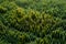 A photo showcasing a cluster of trees standing tall in a grassy field, Binary digits forming the shape of a forest, AI Generated