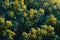 This photo shows an overhead perspective of an orange tree teeming with ripe