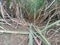 This photo shows sugarcane stalks.