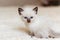 Photo of the siamese kitten