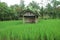 photo of a simple house in the middle of a stretch of rice fields and green plants