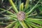 Photo of single ripe pineapple surrounded by green and yellow partly blurred leaves. Photographed from above with pineapple crown