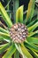 Photo of single ripe pineapple surrounded by green and yellow partly blurred leaves. Photographed from above. Pineapple farm.