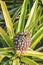 Photo of single ripe pineapple surrounded by green and yellow partly blurred leaves. Taken from above with pineapple crown or top
