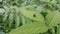 Photo of a small brown animal perched on a green leaf