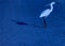 Photo of a small heron ... young herons are white in color, becoming adults these birds change the colors of the suit.