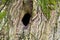 Photo of a small hollow in an old tree