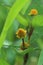 Photo of small Jotang flower plant. Its latin name is Acmella uliginosa.