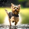 Photo of a Small Terrier Running thru a Puddle - Generative AI