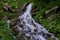 Photo of small waterfall surrounded by wildflowers and greenery in the Dzenbronia mountains landscape