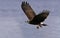 Photo of a Snail Kite flying with a snail in its paw
