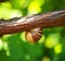 Photo snail on the vine