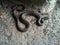 A photo of snake, Iran, Gilan, Rasht