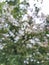 Photo of snow bush plants with different points of view in shooting