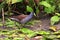 Photo of Spot-flanked Gallinule, exotic Brazilian bird