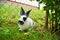 Photo of spotty rabbit on the grass.