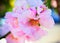 Photo of a spring almond flower in Spain