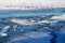 Photo of a spring flock of crows on the ice floes of a river