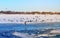 Photo of a spring flock of crows on the ice floes of a river