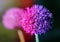 Photo spring macro-lilac round flower