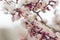 Photo of spring tender apricot cherry blossom stem. Selected focus