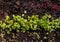 Photo of sprouting seedlings ready for the greenhouse. Spring background. Seedlings in the spring on the window. Seedlings in a