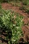 Photo of sprouts with green pea flowers. The theme of seasonal planting, gardening