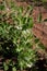 Photo of sprouts with green pea flowers. The theme of seasonal planting, gardening