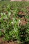 Photo of sprouts with green pea flowers. The theme of seasonal planting, gardening