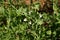 Photo of sprouts with green pea flowers. The theme of seasonal planting, gardening