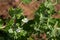 Photo of sprouts with green pea flowers. The theme of seasonal planting, gardening