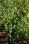 Photo of sprouts with green pea flowers. The theme of seasonal planting, gardening