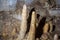 Photo of stalagmites in the cave