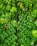 Photo of starfruit leaves, sour fruit