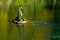 This is a photo of a statue in a pond with water spraying from its mouth. Gushing seal sculpture on a park pond