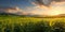 Photo on stretching corn field of meadows, trees, mountains, sunset or sunrise. Corn as a dish of thanksgiving for the harvest