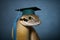 Photo studio portrait a wise and cute cobra in a graduation cap, created with Generative AI technology