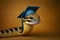 Photo studio portrait a wise and cute cobra in a graduation cap, created with Generative AI technology