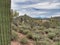 Photo of a stunning desert landscape with a vast collection of majestic cactus plants in Saguaro National Park, Arizona