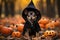 Photo of a stylish small dog wearing a black coat and a hat, surrounded by pumpkins