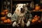 Photo of a stylish small dog wearing a coat, surrounded by pumpkins