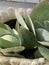 Photo of the succulent plant Pig`s ears